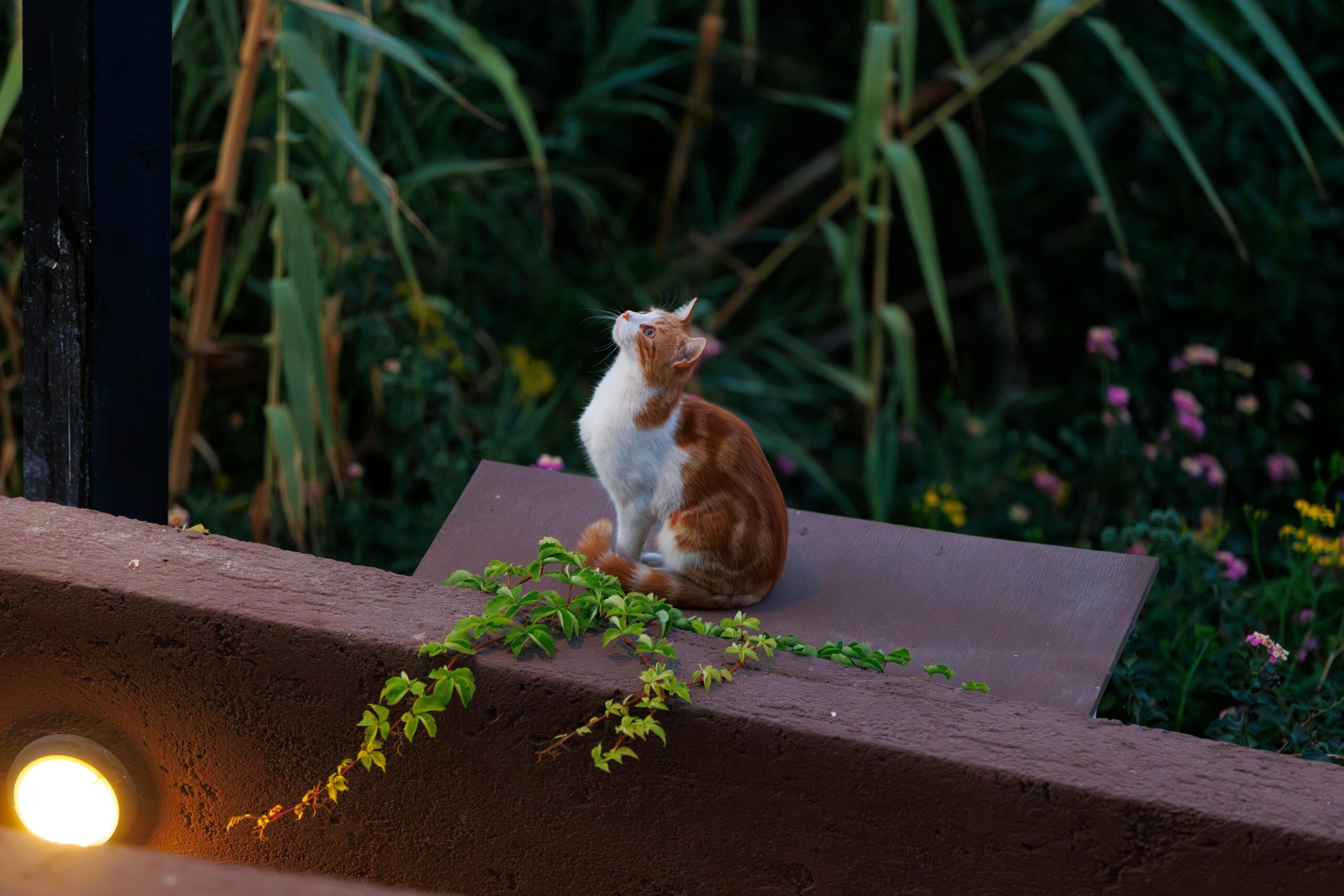 Zdjęcie do artykułu: Jak zapewnić kotu bezpieczeństwo na balkonie